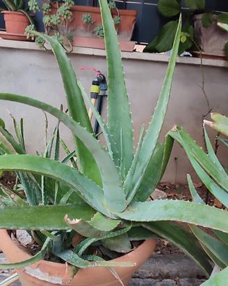  Piante grasse 