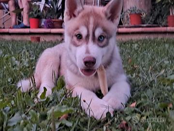 Cucciolo cane