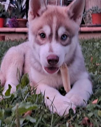 Cucciolo cane