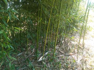 Giardino e fai da te Bamboo