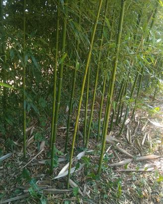 Giardino e fai da te Bamboo