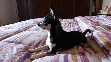 Chihuahua