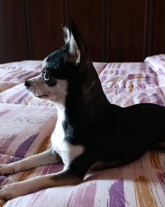 Chihuahua