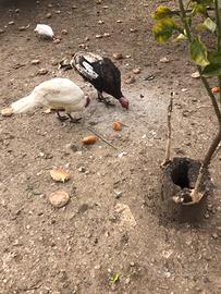 Tacchini maschi nostrani