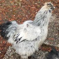 Gallo Moroseta