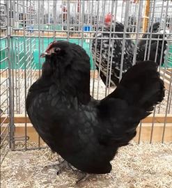 Barbute d'anversa galline ornamentali