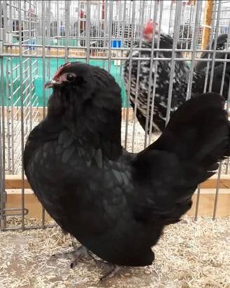 Barbute d'anversa galline ornamentali
