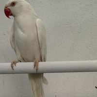 Parrocchetto dal collare
