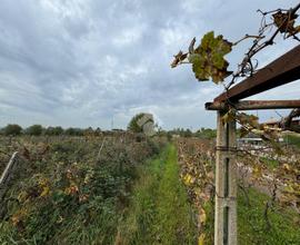 TER. AGRICOLO A MARINO