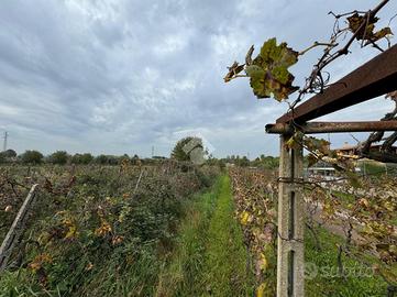 TER. AGRICOLO A MARINO