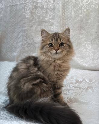 Cuccioli di gatto British