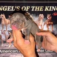 American pitbull terrier