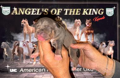 American pitbull terrier