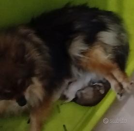 Spitz nano