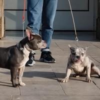 American bully merle exotic cuccioli disponibili