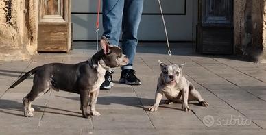 American bully merle exotic cuccioli disponibili