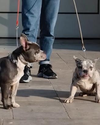 American bully merle exotic cuccioli disponibili