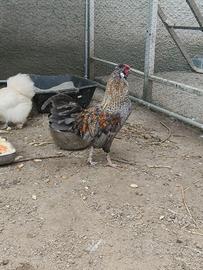 Galletto olive egger