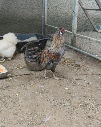 Galletto olive egger