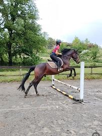 4 anni kwpn X sella italiano