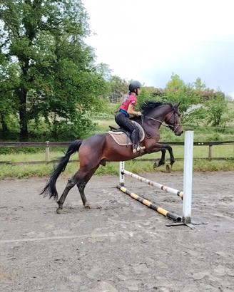4 anni kwpn X sella italiano