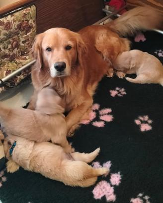 Golden Retriever Americano con Pedigree