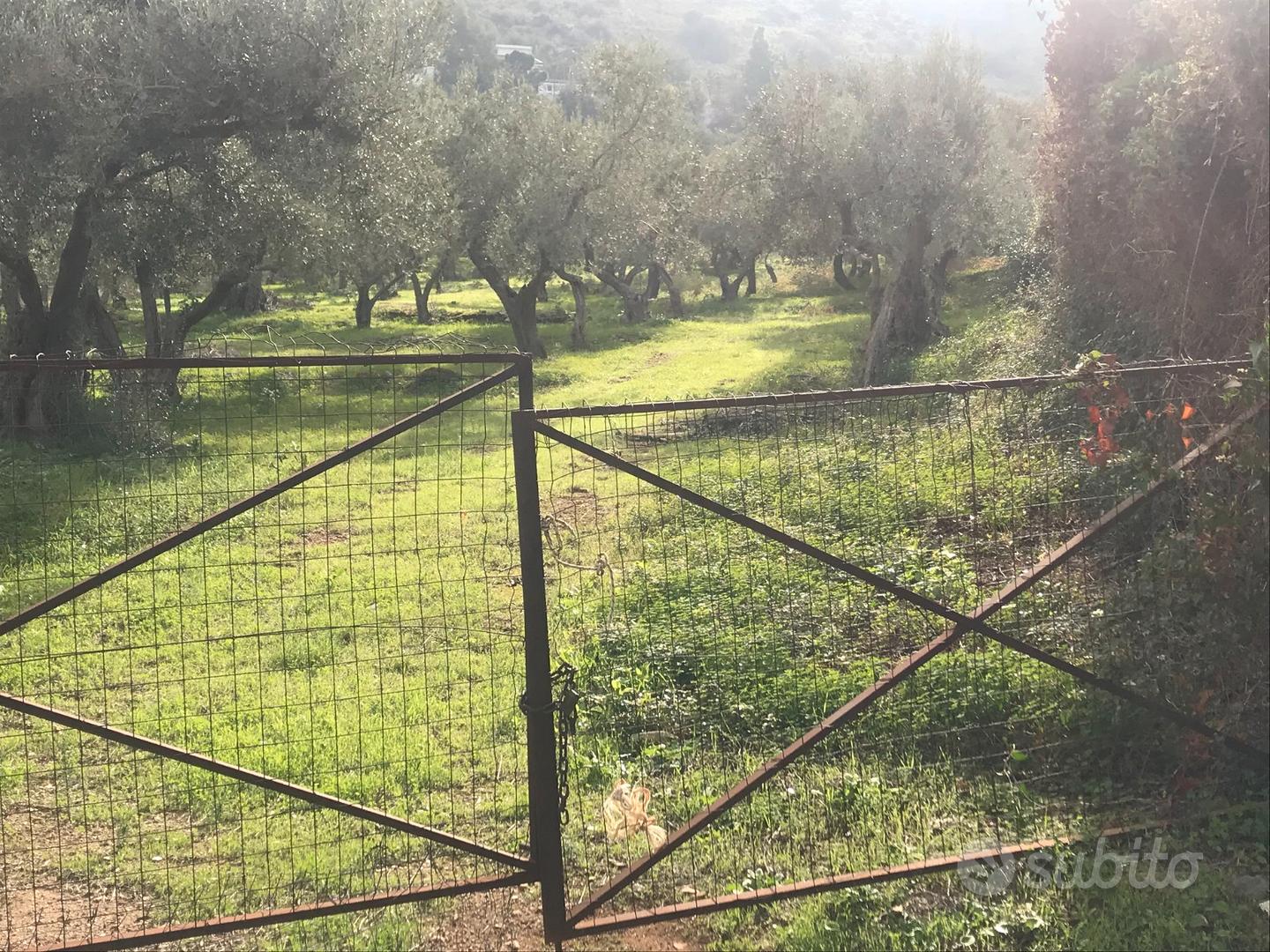 Uliveto secolare - Vista 3