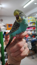 Cocorita inglese allevata a mano domestica