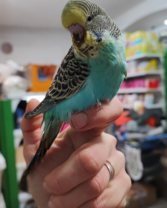 Cocorita inglese allevata a mano domestica