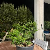 Bonsai ginepro