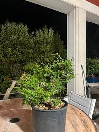Bonsai ginepro
