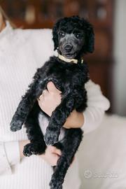 Barbone grande mole grigio