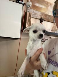 Chihuahua maschio