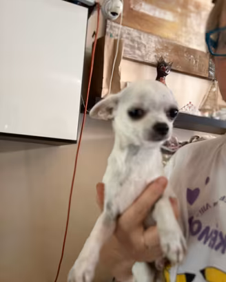 Chihuahua maschio