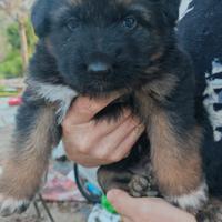 Pastore tedesco puro