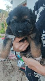 Pastore tedesco puro