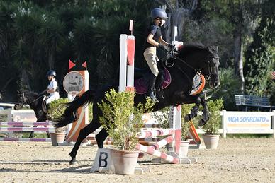 Pony da salto e dressage - vendita