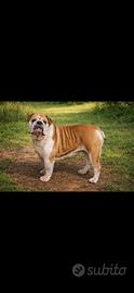 Bulldog inglese adulta