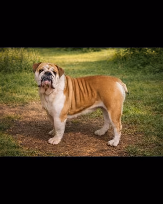 Bulldog inglese adulta