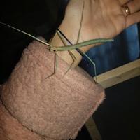 Insetto stecco blu - MEDAUROIDEA EXTRADENTATA