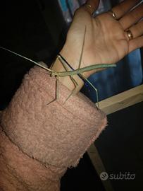 Insetto stecco blu - MEDAUROIDEA EXTRADENTATA