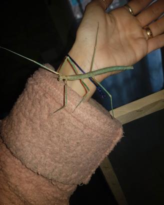 Insetto stecco blu - MEDAUROIDEA EXTRADENTATA