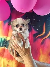 Cucciola di chihuahua