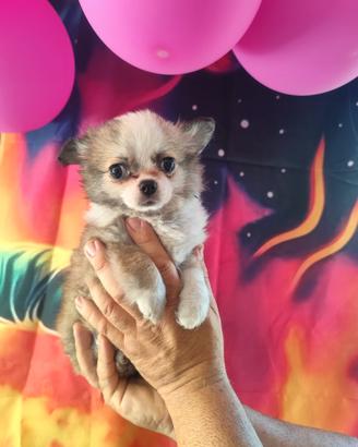 Cucciola di chihuahua