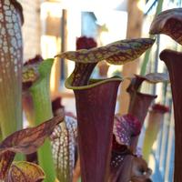 Sarracenia F25C MK pianta carnivora