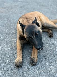 Cucciolo di malinosi belga con pedigree