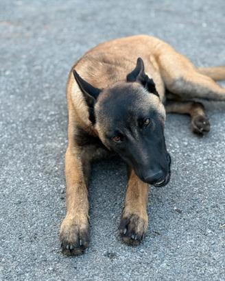 Cucciolo di malinosi belga con pedigree