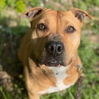 Cayenne dolce cayenne