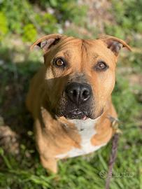 Cayenne dolce cayenne