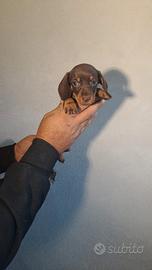 Bassotto cioccolato cuccioli